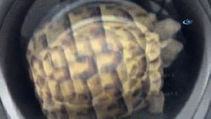 Küçük kaplumbağayı ezilmekten kurtarıp doğaya bıraktı