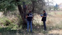 33 yaşındaki adam tarlada ağaca asılı halde bulundu