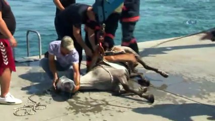Sarıyer'de Denize Düşen At Kurtarıldı