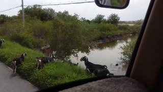 In Vietnam: Goats walk down the street - Dê đi 