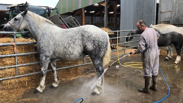 Les percherons se préparent pour le concours de beauté de la Saint-Fiacre de Château-Gontier