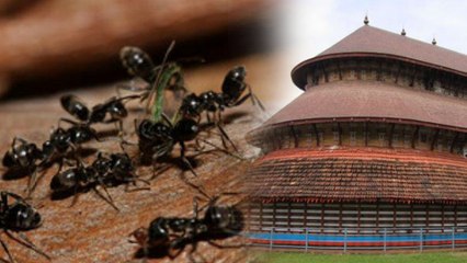 Temple of Ants in Kerala చీమలకు కూడా దేవాలయం ఉంది...!