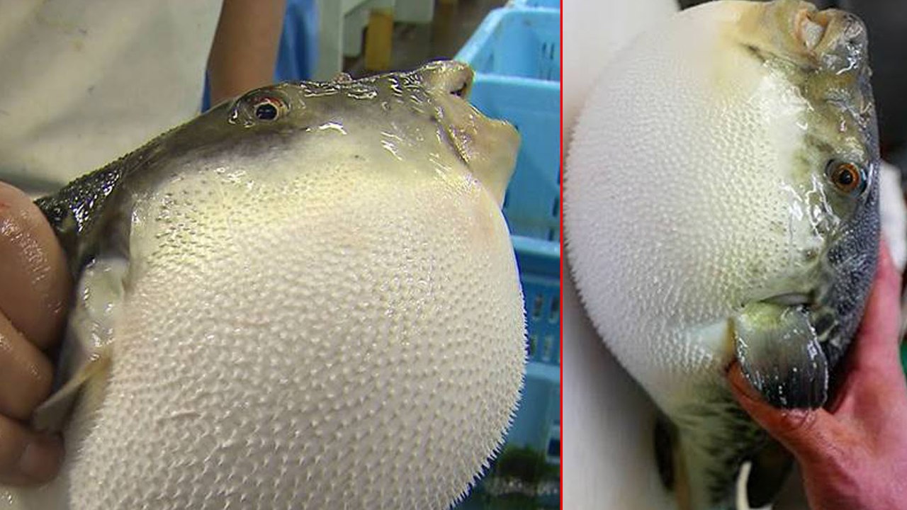 Puffer Fish Catching Creatures Video Goes Viral మీరు చనిపోతారు తెలుసా ??