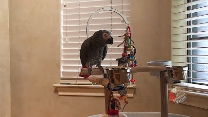 Persistent Parrot Makes Specific Request for Breakfast