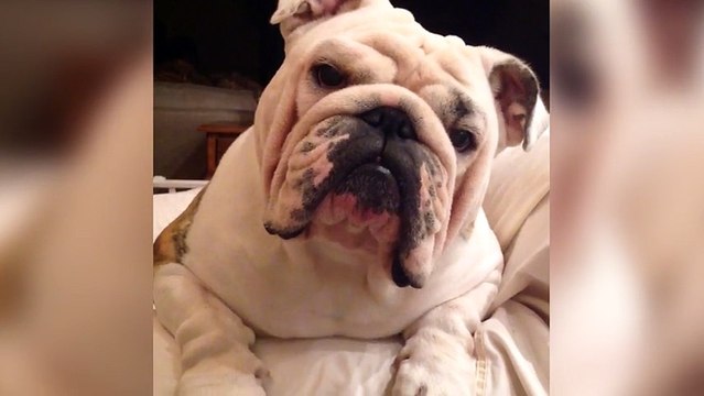 She's About to Tell Her Dog She Ate All His Halloween Candy. His Reaction Is Priceless!