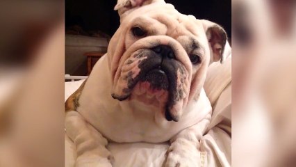 She's About to Tell Her Dog She Ate All His Halloween Candy. His Reaction Is Priceless!