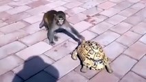 The Impatient Monkey Pushed the Turtle Away Because It Was Too Slow