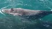 Humpback Whale Uses Boat and Dolphins to Save Calf in Western Australia
