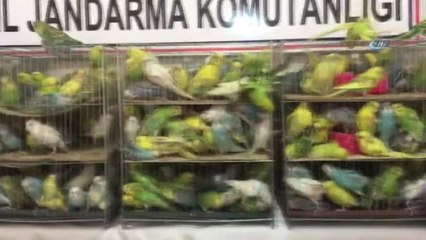 Jandarma Yol Kontrolünde 630 Kaçak Muhabbet Kuşu Ele Geçirdi