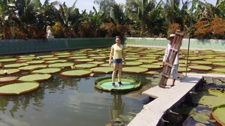 65-kg people standing on a lotus leaf - Người 65 kg đứng trên lá sen - Des gens de 65 kg se tenant sur une fleur de lotus