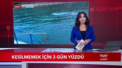 Rize'den Trabzona Kadar Yüzen Dana Böyle Yakalandı