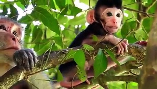 Hero Monkey save baby Gazelle from cheeta hunt...#Hello Frds✌ ... #Online Job #Apply Form...Earn #Money 25,000$-30,000$... #Resistor Today.... #Click Here Link za.gl/JdCRYgg