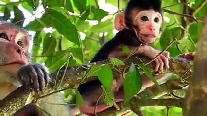 Hero Monkey save baby Gazelle from cheeta hunt...#Hello Frds✌ ... #Online Job #Apply Form...Earn #Money  25,000$-30,000$... #Resistor Today.... #Click Here Link https://za.gl/JdCRYgg