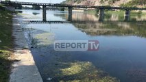 Report TV - Liqeni i Shkodrës kthehet në moçalishte, banorët: Turp! Situatë e papranueshme