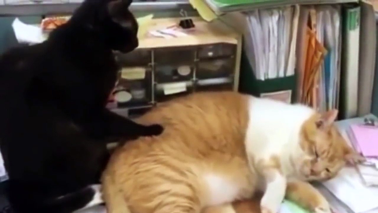 ŚMIESZNE KOTY #13  DUBBING: MATT OLECH & CZOKLED