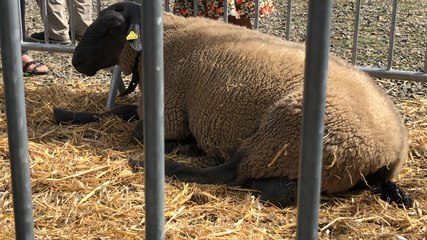 Ambiance à la fête du coco
