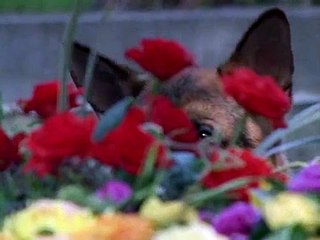 Rex A Cops Best Friend S01 E01 Part 02