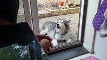 Talkative malamute tells owners about his day