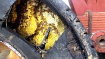 Il trouve un énorme nid d'abeille dans un pneu de camion...