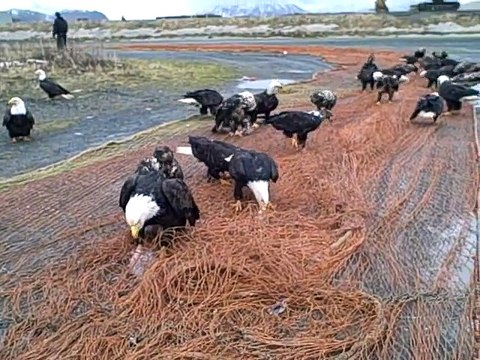 Des dizaines d'aigles viennent se nourrir sur un fillet de peche
