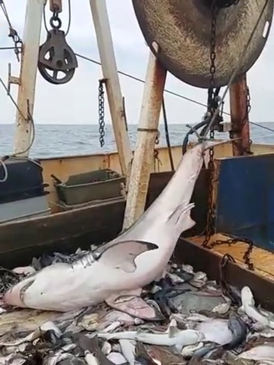 Ces pecheurs découvrent un grand requin blanc dans leur filet