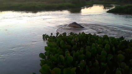 Mais quel est ce monstre marin qu'il découvre dans cette rivière?