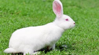 Rabbit Sounds / Four Beautiful Voices of Rabbit