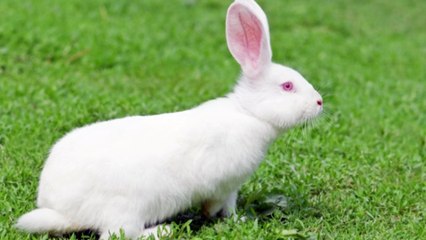 Rabbit Sounds / Four Beautiful Voices of Rabbit