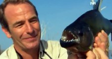 Extreme Fishing with Robson Green S04 - Ep03 Cuba HD Watch