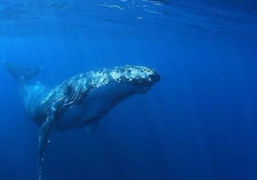 Humpback Whale Gatecrashes Western Australia Whale Shark Watching Tour