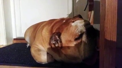 bulldog knocks out as he chews the bars of a table