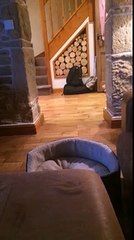 Bulldog tries to jump on the sofa but comes up short