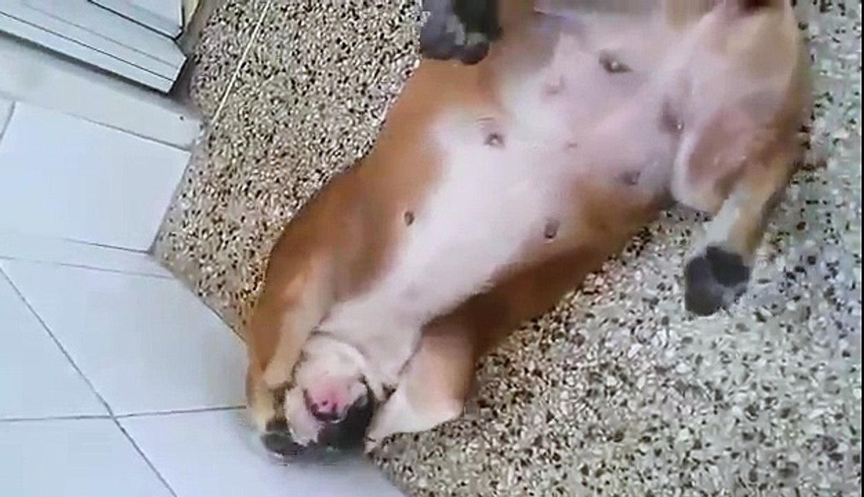 Bulldog making some strange noises