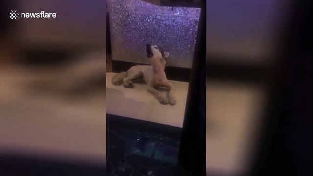 This husky howls to duet with his master's karaoke