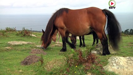 Hondarribia:   Le Pottok, petit cheval Basque - Euskadi Surf TV