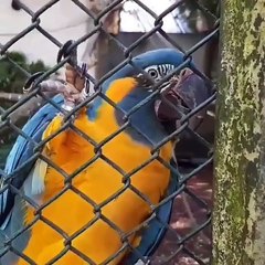 Le message de perroquets pour Booba diffusé après sa libération