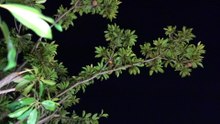 Bat feasting on my Chiku Singapore