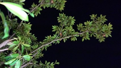 Bat feasting on my Chiku Singapore