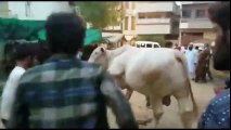 Dangerous Cow Qurbani 2018 Eid Ul Azha Qurbani Bakra Eid