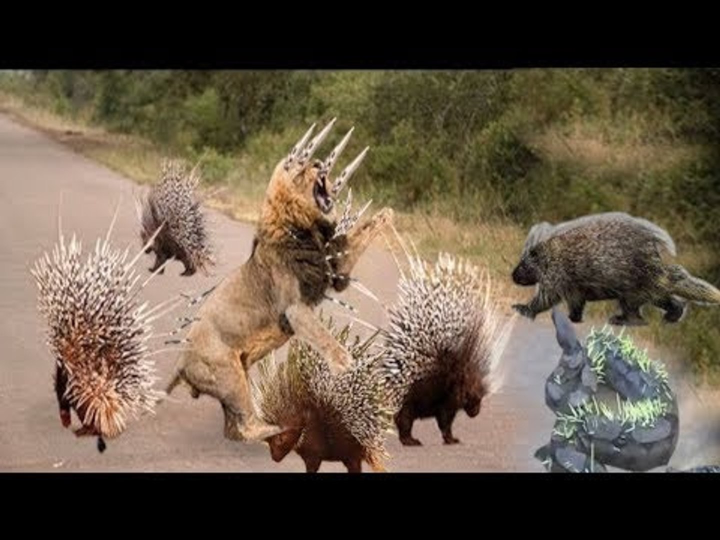 The Lion Taking The Risk Of Hunting Porcupine - Snake Defeated vs Porcupine