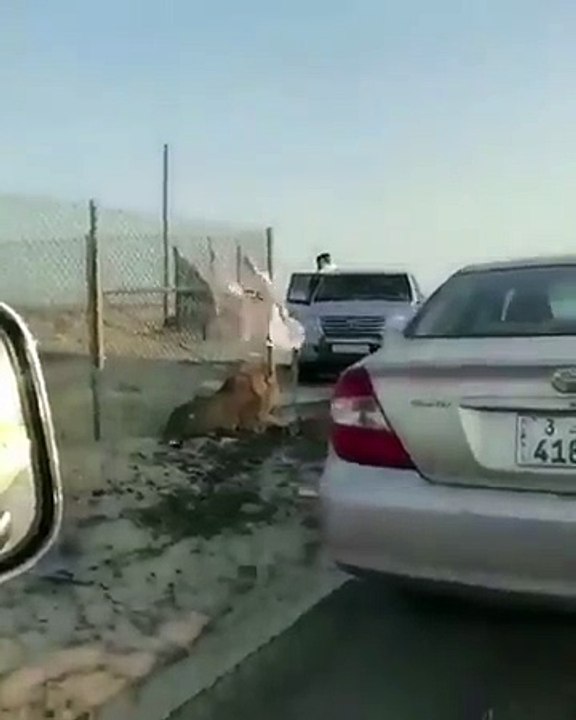 lion on roads