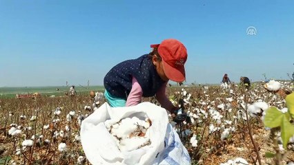 'Gelinlik giyen' tarlalarda sıcakta zorlu mesai - ADANA