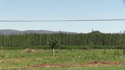 Şerbetçi Otunda Rekolte Giderek Düşüyor - Bilecik