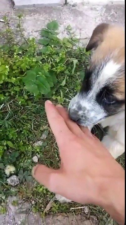 Benim minik dostum sevmeye kalmadan yedi parmağımı