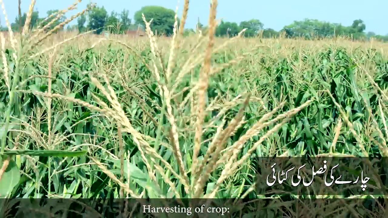 Fodder Planning for Dairy Animal s