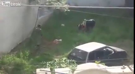 Cette vache énervée s'échappe de 3 hommes !