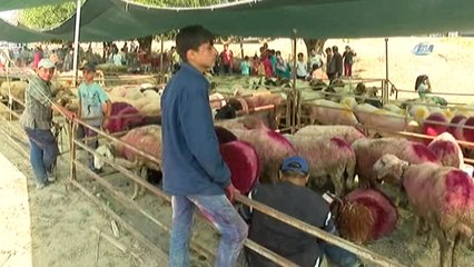 Denizli'de Asırlık "Sudan Koyun Atlatma Yarışması" Başladı