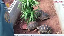 Spanish police have dismantled Europe's biggest illegal turtle and tortoise farm, seizing over 1,100 of the animals. Almost all turtle species are endangered: T