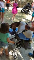 Cette chèvre veut faire un tour de poussette