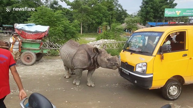 Road block! Wild rhino wanders into traffic